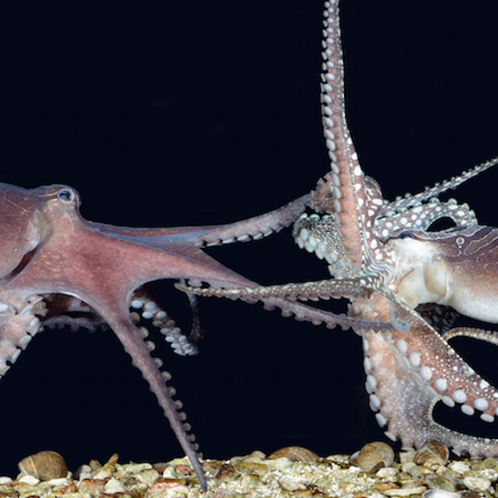 Octopuses are Taking Over the Oceans and It May Not Be Good