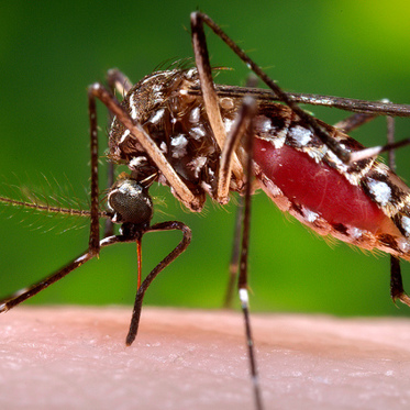 Malaria-Proof Gene Drive Mosquitoes Are Here, Almost