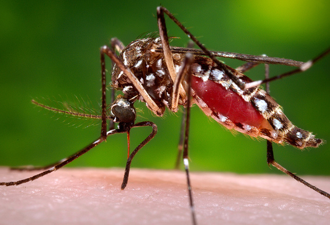 Malaria-Proof Gene Drive Mosquitoes Are Here, Almost