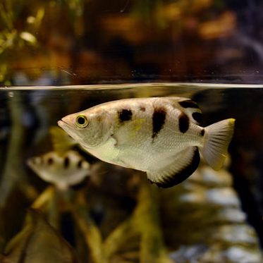 Peculiar Study Finds Fish Can Recognize Human Faces