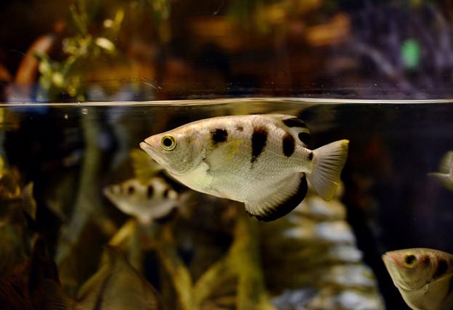 Peculiar Study Finds Fish Can Recognize Human Faces