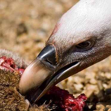 Ancient Headless Corpses Fed to Vultures Before Burial