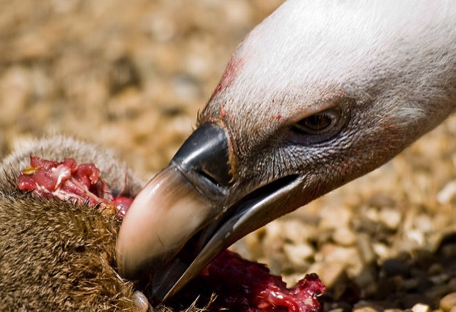 Ancient Headless Corpses Fed to Vultures Before Burial