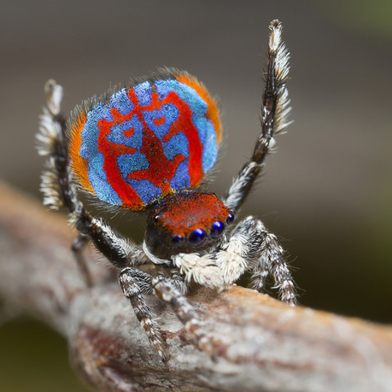 Newly Discovered Peacock Spiders Behave Like Cats and Dogs