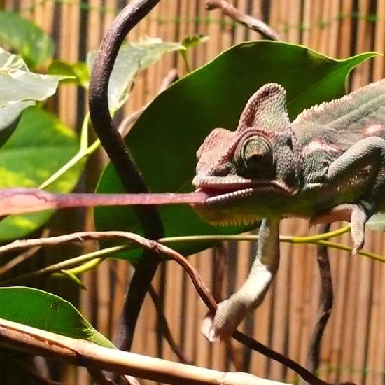 Chameleon Spit Is 400 Times Stickier Than Human Saliva