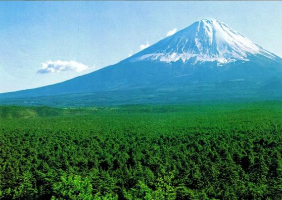 Japanese sacred Aokigahara Forest below Mount Fuji 570x405