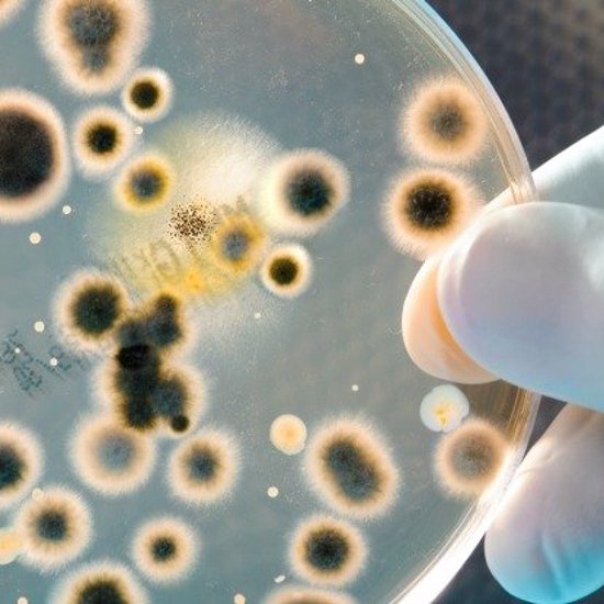 This Bacteria Could Solve The World’s Energy Crisis