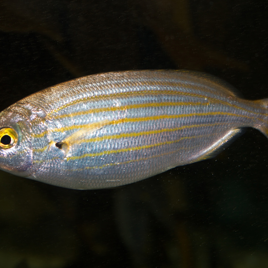 Romans Ate This Fish to Have LSD-Like Trips