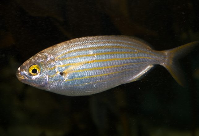 Romans Ate This Fish to Have LSD-Like Trips