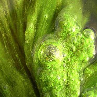 Living Algae Buildings are a Growing Concept