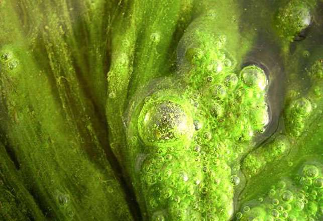 Living Algae Buildings are a Growing Concept