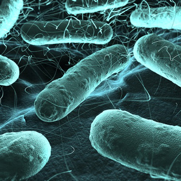 Scientists Turn Bacteria Into Hard Drives