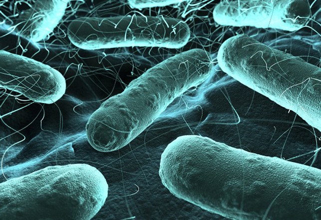 Scientists Turn Bacteria Into Hard Drives