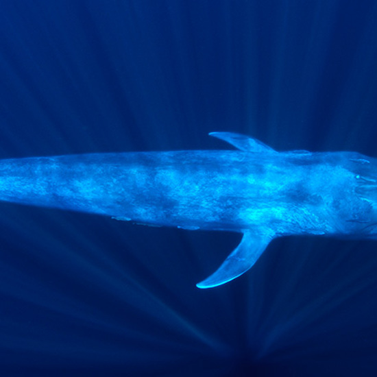 Whale Songs Are Getting Deeper and No One Knows Why