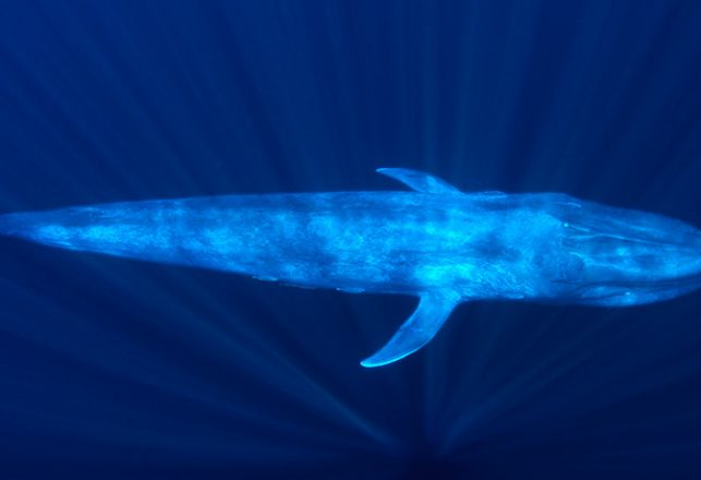 Whale Songs Are Getting Deeper and No One Knows Why