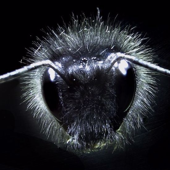 Bumblebee Hair Senses Electrical Fields to Find Flowers
