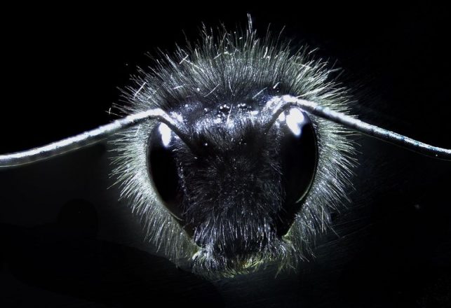 Bumblebee Hair Senses Electrical Fields to Find Flowers