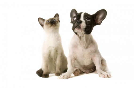 cat and dog 1 570x378