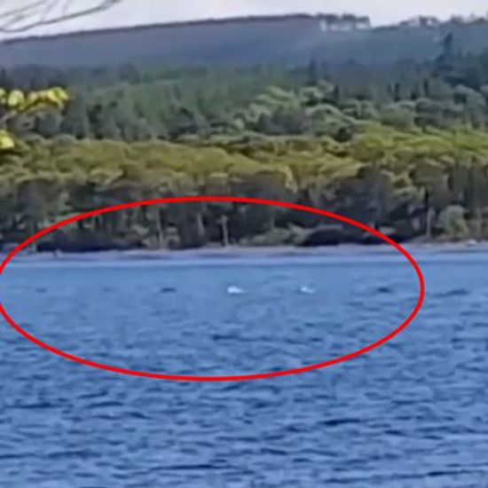 Tourist Captures Five-Humped Loch Ness Monster on Video