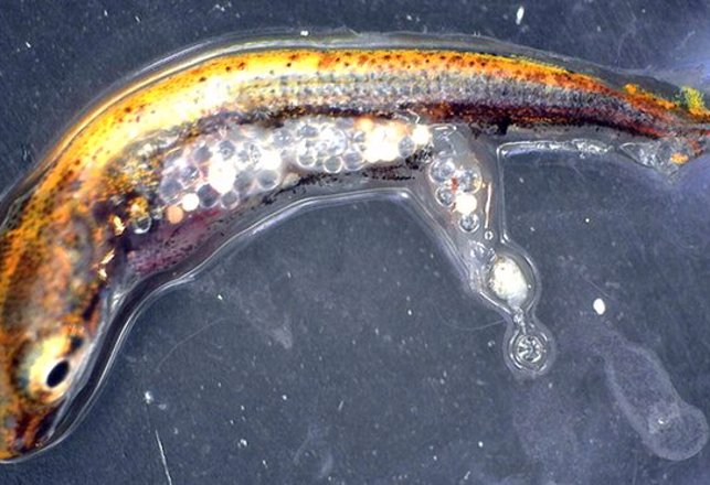 The One Word For What Young Fish are Eating is “Plastics”