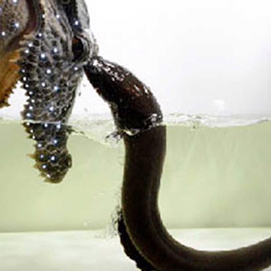 Jolting Proof of Electric Eels Leaping and Shocking