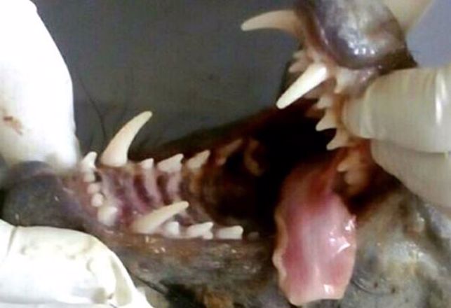 Man in Ukraine Claims He Killed a Chupacabra With His Pitchfork