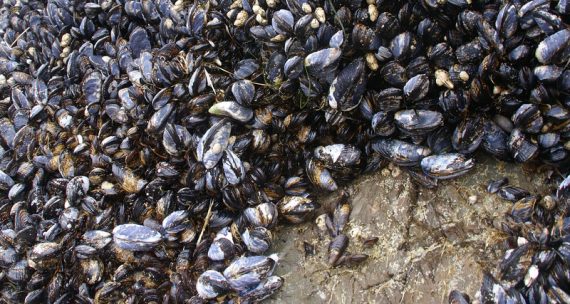 mussels 570x304