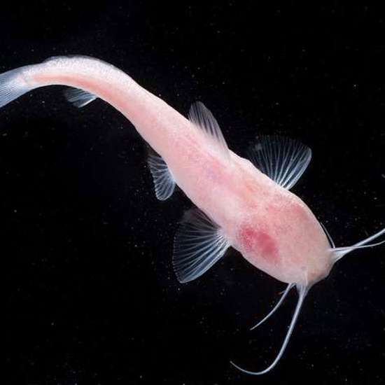 Rare Blind Catfish May Prove U.S. and Mexican Caves Connect