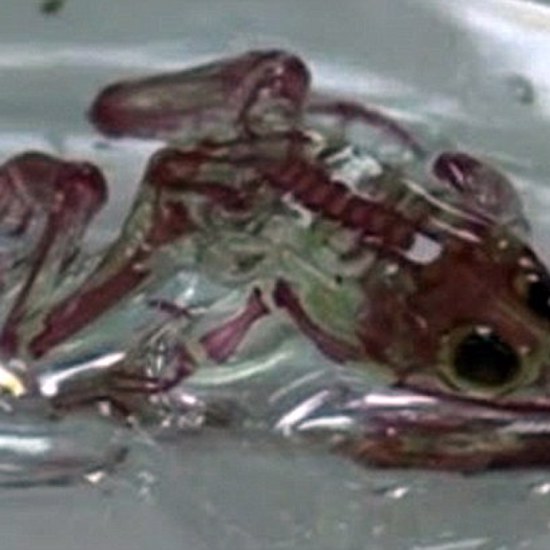 Mutant Frogs With Transparent Skin Found in Russia