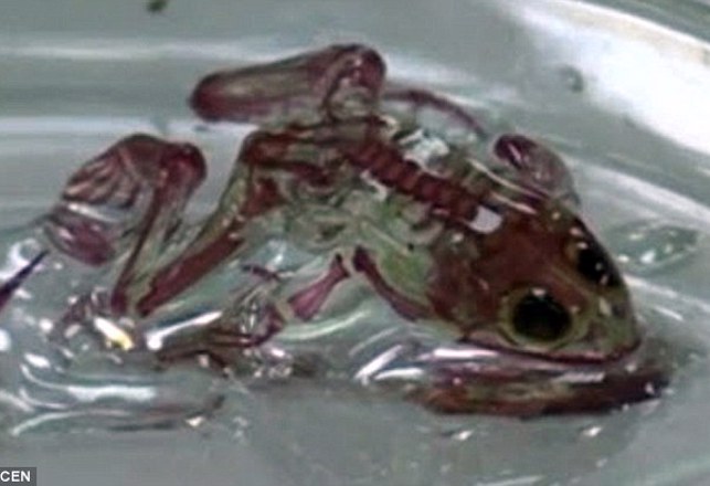 Mutant Frogs With Transparent Skin Found in Russia