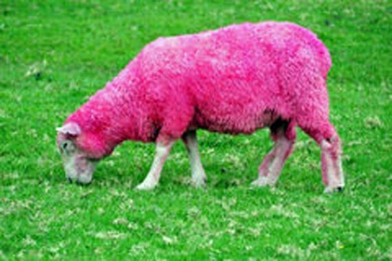 pink sheep 570x380