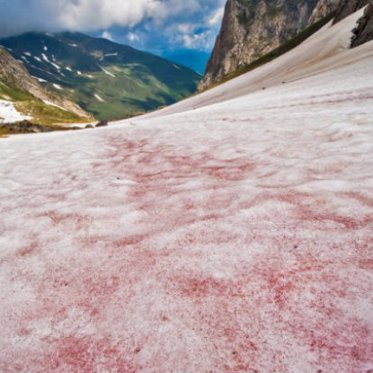 Pink Snow at the Earth’s Poles is Not a Good Thing