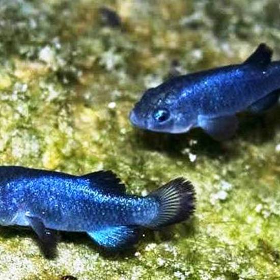 Mysterious Origin of the Devils Hole Pupfish Has Been Found