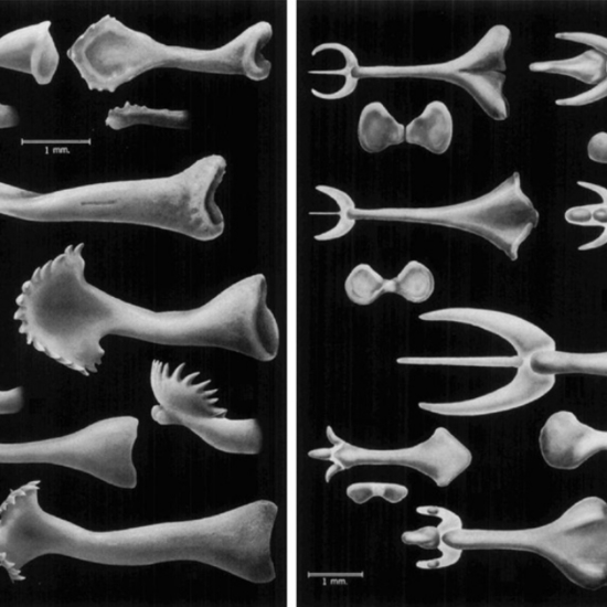 The Curious History Of The Mammalian Penile Bone