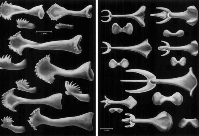 The Curious History Of The Mammalian Penile Bone