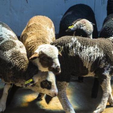 Genetic Scientists Create Designer Sheep in Custom Colors