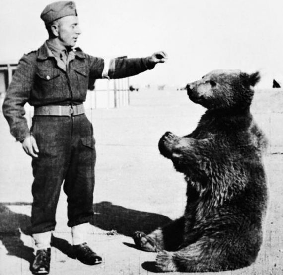 the bear became a major morale boost to the troops 570x554