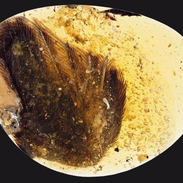 Dinosaur-Era Bird Wings Perfectly Preserved In Amber