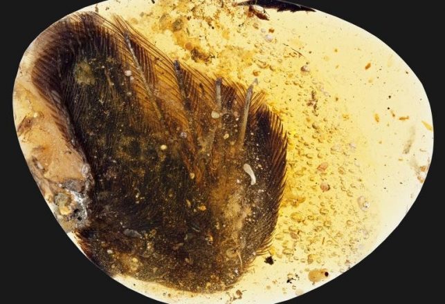 Dinosaur-Era Bird Wings Perfectly Preserved In Amber