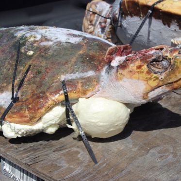 Zombie Turtles Are Saving the Lives of Loggerheads