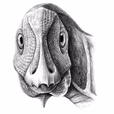 Transylvanian Dwarf Dinosaur Had An Unusual Facial Tumor