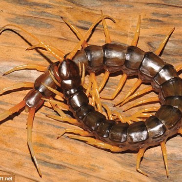 New Species of Venomous Centipede Discovered