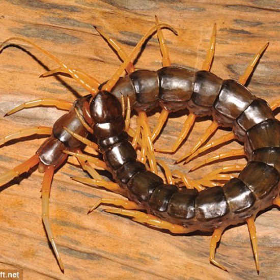 New Species of Venomous Centipede Discovered