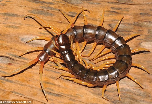 New Species of Venomous Centipede Discovered