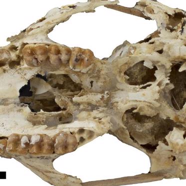 Ancient Kangaroos Had Fangs, Climbed Trees