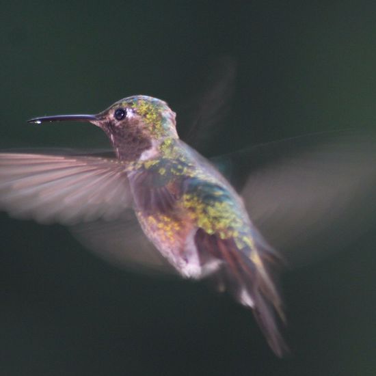 High-Speed Hummingbirds Have a Unique Skill to Avoid Crashes