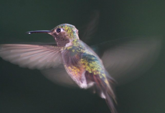 High-Speed Hummingbirds Have a Unique Skill to Avoid Crashes