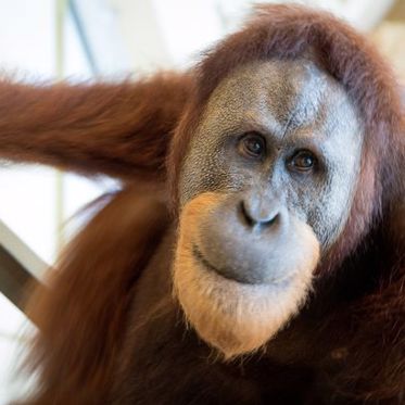 This Orangutan Does Vocal Impressions of Humans