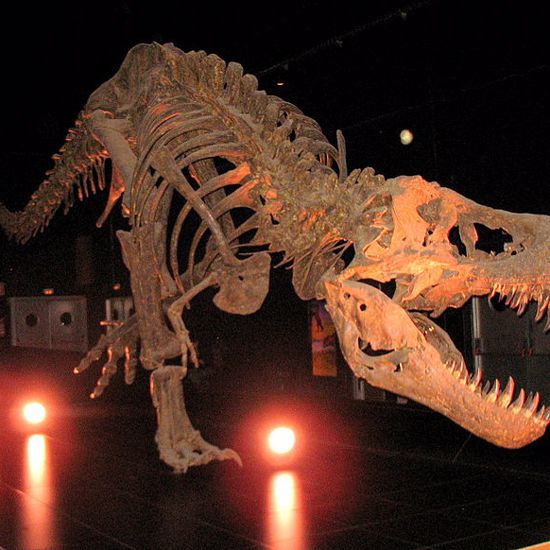 Researchers Say Dinosaurs Didn’t Roar, They Cooed