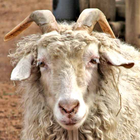 The Goats Who Stare at Men: Are Our Barnyard Friends Secretly Crying For Help?